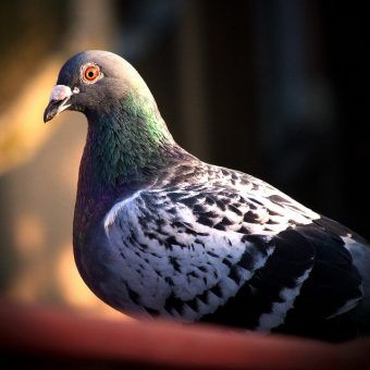 Gołąbek komunizmu nie okazał się skutecznym narzędziem propagandowym (fot. Michał Ludwiński, CC BY 2.0).