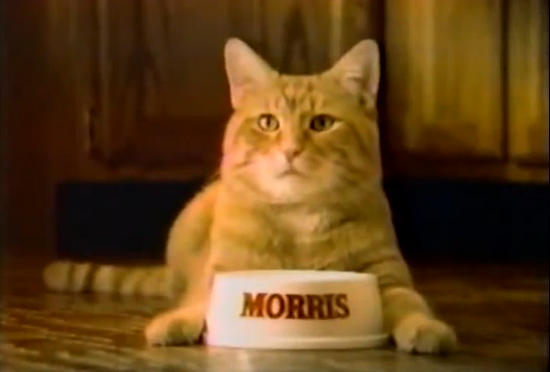 Morris II - kot, który omal nie został kandydatem na prezydenta USA. Na zdjęciu kadr z jeden z reklam, których Morris był gwiazdą.