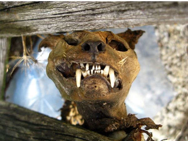 Kocia mumia odnaleziona w Mongessie we Włoszech (fot. Joadl, lic. CC ASA 3.0 Austria).