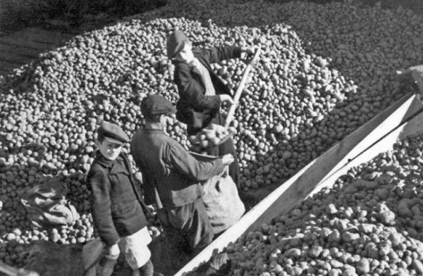 Czasem ziemniaków było całe mnóstwo, innym razem trzeba było zużyć nawet ostatnie obierki.
