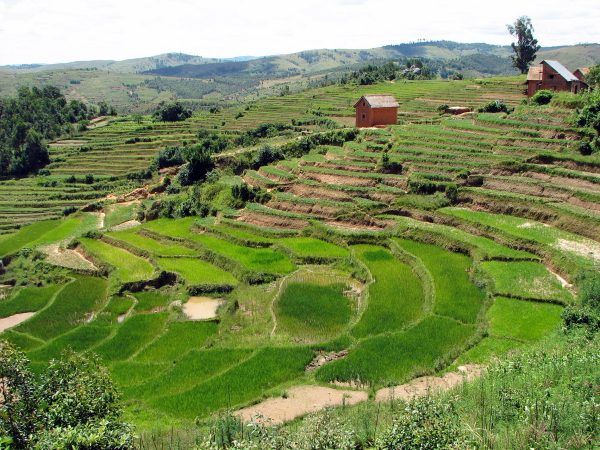 Warunki uprawy roli na Madagaskarze nie są łatwe. Czy żydowscy osadnicy poradziliby sobie w nieznanym sobie otoczeniu? (fot. Bernard Gagnon, CC BY-SA 3.0).