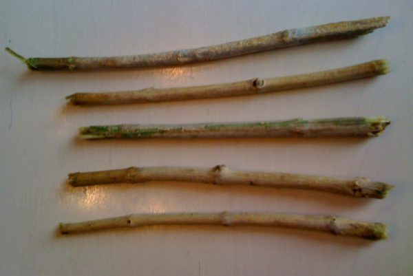 Rzymianie nie mieli szczoteczek, za to używali miękkich gałązek. Na zdjęciu miswak - gałąź z drzewa arakowego, naturalny odpowiednik szczoteczki o właściwościach wybielających (autor: Middayexpress, lic.: CC BY-SA 3.0).