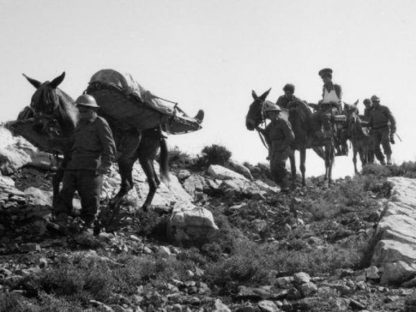 Brytyjska Służba Medyczna podczas II wojny światowej w górskich terenach mułami stała. Zdjęcie z archiwum Imperial War Museums (źródło: domena publiczna).