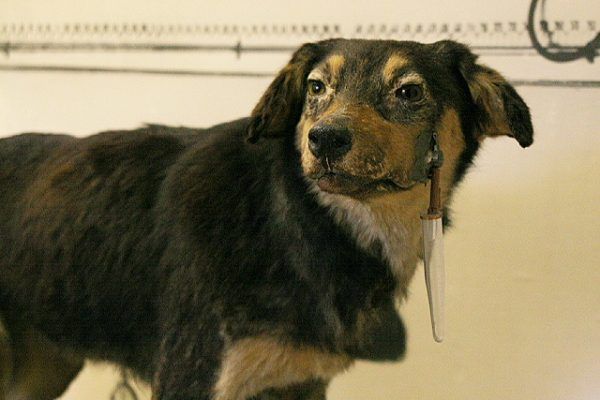 Dobrze, że Pawłow nie wpadł na to, by poszczuć wysłanników władzy swoimi psami... Na zdjęciu jeden z psów naukowca, spreparowany i umieszczony w Muzeum Pawłowa w Riazaniu (autor: Rklawton, lic.: CC BY-SA 3.0).
