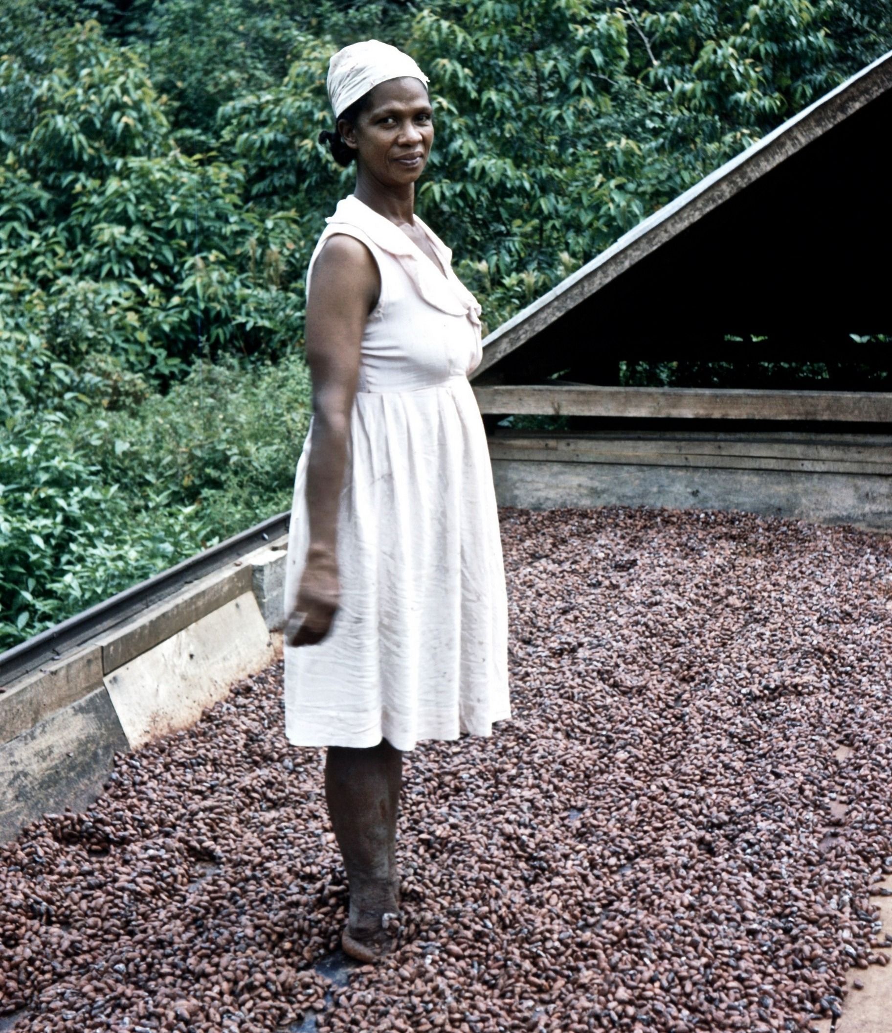 Osoby o "niewłaściwym" kolorze skóry - nawet jeśli pochodziły z Imperium Brytyjskiego - miały trudniej na Wyspach niż Europejczycy. Na tym zdjęciu z ok. 1957 roku widzimy młodą rodaczkę Odelle na ziarnach kakaowca. (fot. John Hill, lic. CC BY-SA 4.0).