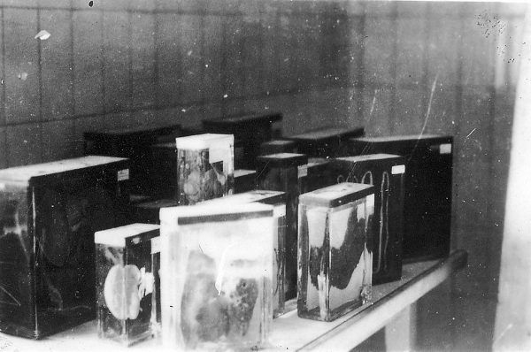 Organy więźniów obozu w Buchenwaldzie z "kolecji" Ilse Koch. Zdjęcie wykonane po wyzwoleniu obozu (fot. Jules Rouard; lic. CC BY-SA 3.0).