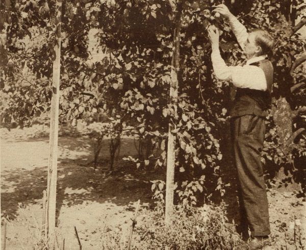 "Słodkie owoce jesieni". Okładka Światowida z września 1926 roku.