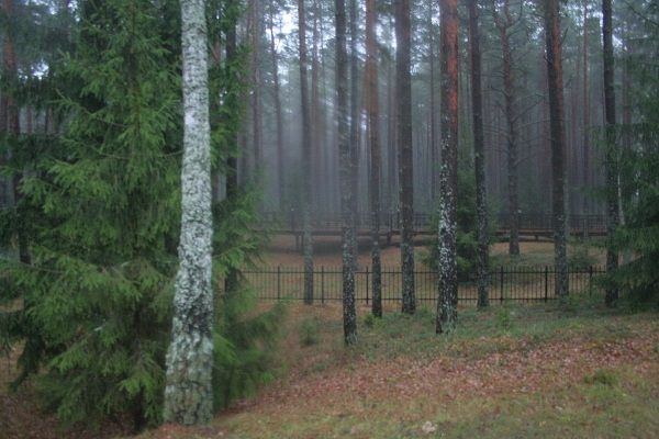 Henryk Troszczyński wspomina las katyński jako ciemny i nieprzyjazny. Powyżej zdjęcie lasu z 2013 roku.