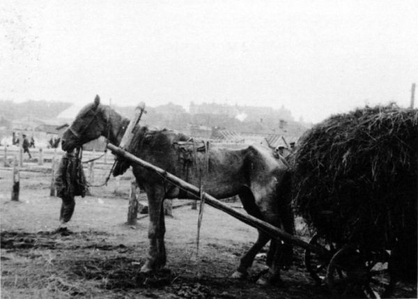 Żywności zabrakło i dla ludzi i dla zwierząt. Na zdjęciu skrajnie wychudzony koń w okresie wielkiego głodu na Ukrainie (fot. domena publiczna)