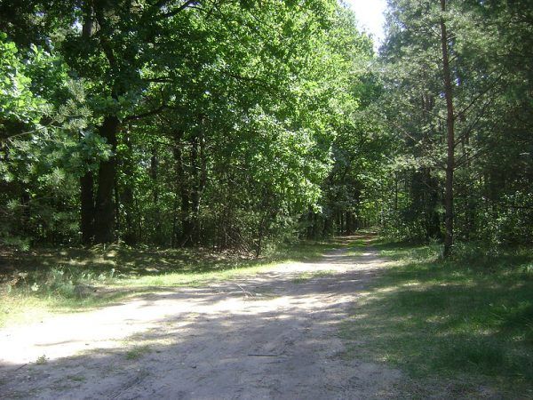 Ciała "Postka" i "Maksa" zostały znalezione w Chojnowskim Parku Krajobrazowym.