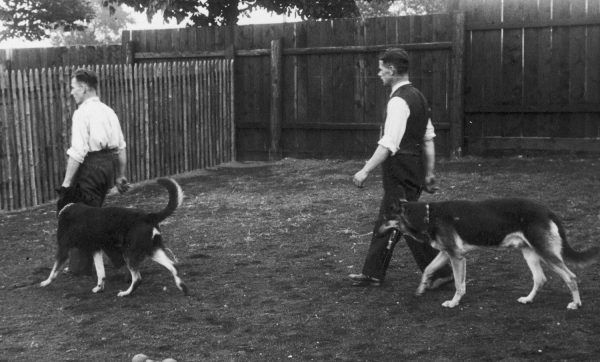 Szkoła tresury psów w Katowicach. Fotografia z 1937 roku
