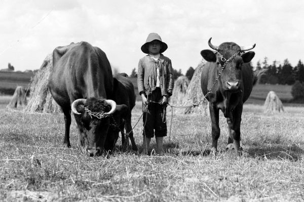 Wypas bydła na polach w Wiśle. Fotografia z 1933 roku