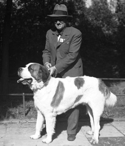 Wystawa psów w Krakowie. Bernardyn z właścicielem. Fotografia z 1935 roku