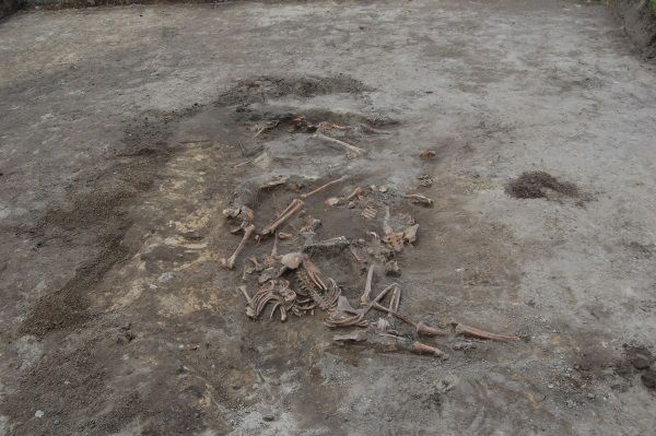 Masowy grób odkryty w trakcie ekshumacji ofiar rzezi wołyńskiej w Woli Ostrowieckiej (fot. Leon Popek, lic. CC BY-SA 3.0)