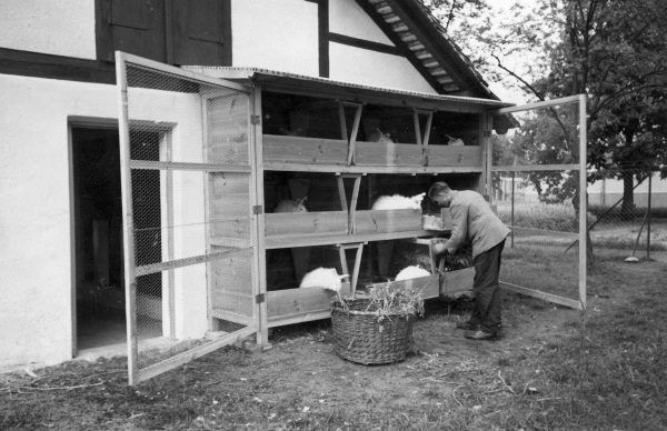Przykładowe klatki, w których hodowano króliki. Zdjęcie pochodzi z książki "Okupacja od kuchni" autorstwa Aleksandry Zaprutko - Janickiej.