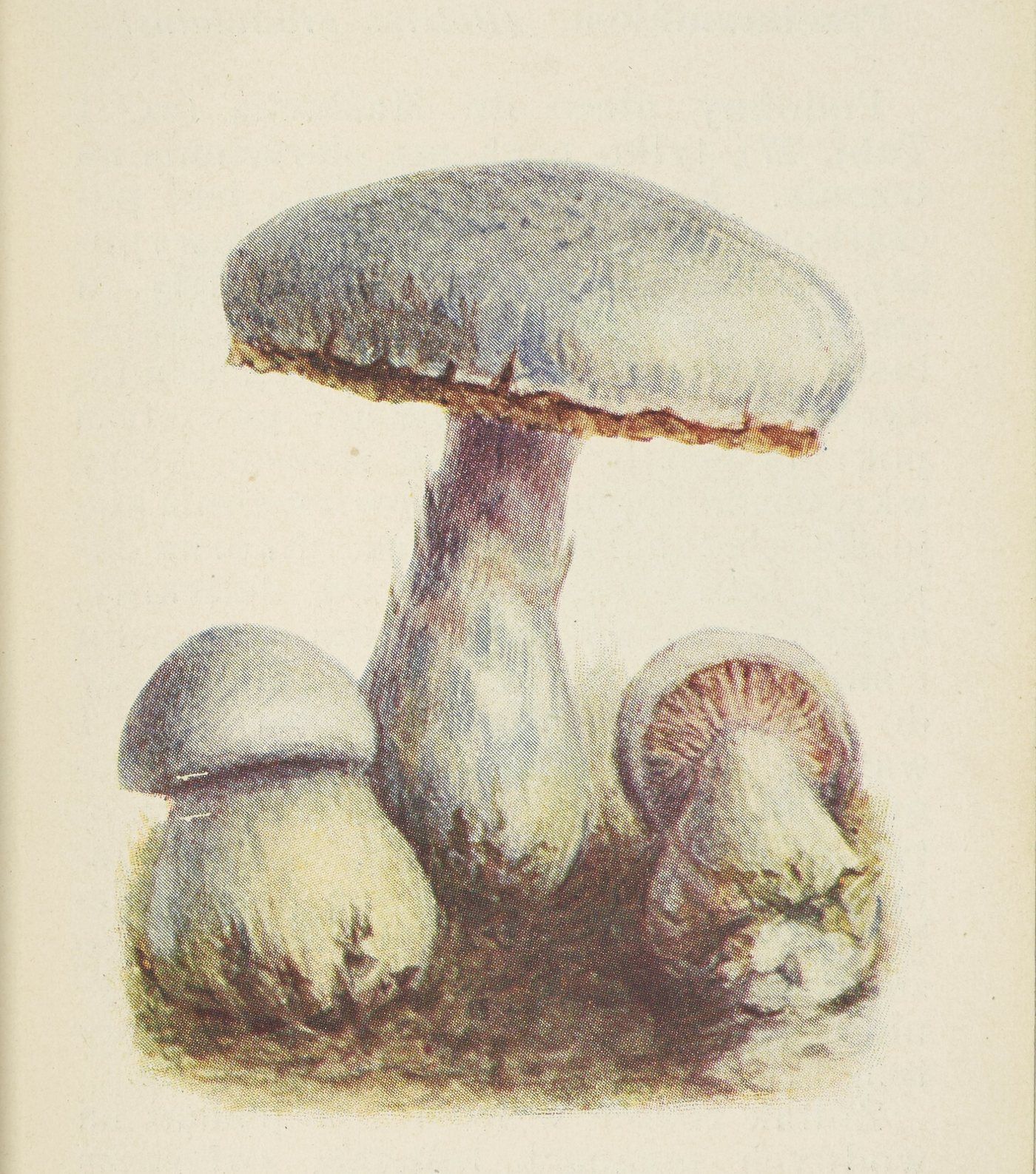 Jeszcze do niedawna nie zdawano sobie spawy z tego, jak niebezpieczne dla zdrowia może być jedzenie tłustocha. Ilustracja z atlasu grzybów wydanego w 1905 roku.