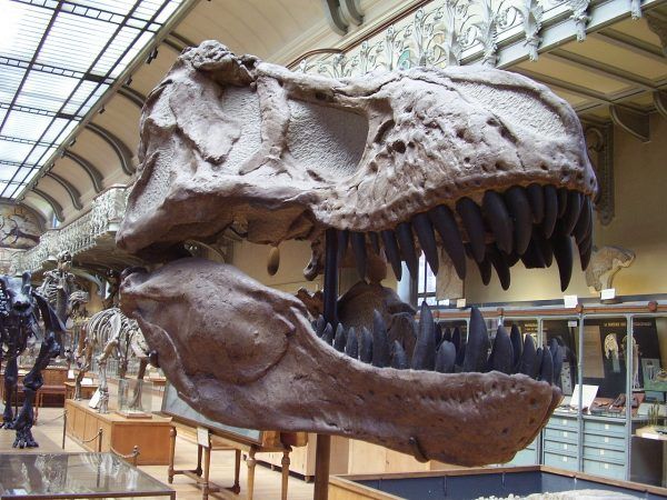 Tyranozaur miał szczękę pełną ostrych jak brzytwa zębów. Tyranozaur miał szczękę pełną ostrych jak brzytwa zębów.