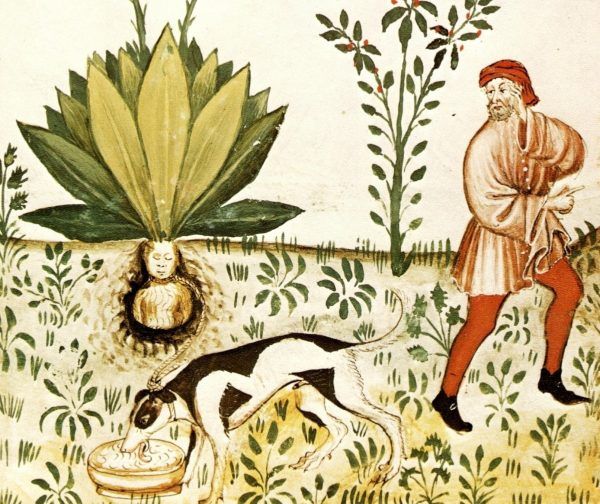 Procedura wydobywania korzenia mandragory była cokolwiek skomplikowana. Procedura wydobywania korzenia mandragory była cokolwiek skomplikowana.