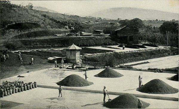 XIX-wieczna plantacja kawy