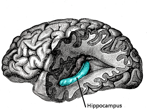 Wycięte części obejmowały hipokamp, a poza tym fragmenty w ciałach migdałowatych i korze śródwęchowej.