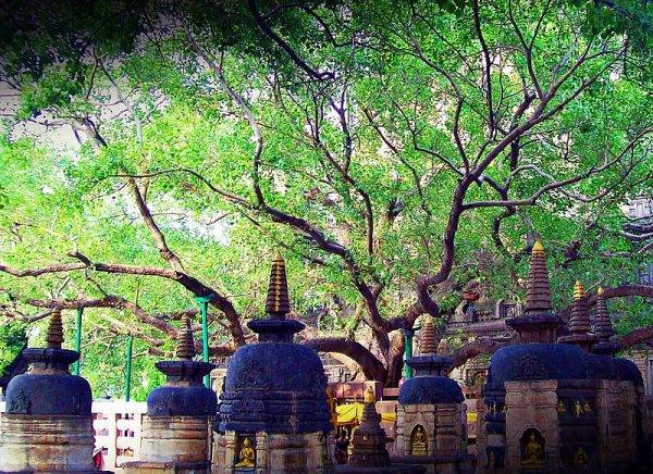 Siddhartha Gautama porzucił pałacowe życie i oddał się praktykom duchowym. Po latach poszukiwań osiągnął on oświecenie, medytując pod drzewem Bodhi.