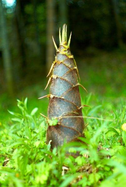 bambusowa tortura